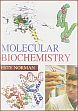 Molecular Biochemistry /  Norman, Este 
